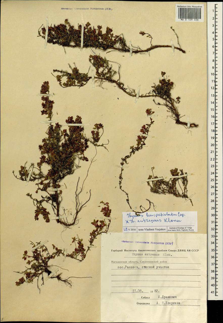 Thymus brevipetiolatus Cáp, Siberia, Chukotka & Kamchatka (S7) (Russia)