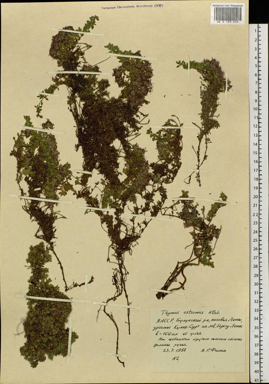 Thymus extremus Klokov, Siberia, Yakutia (S5) (Russia)