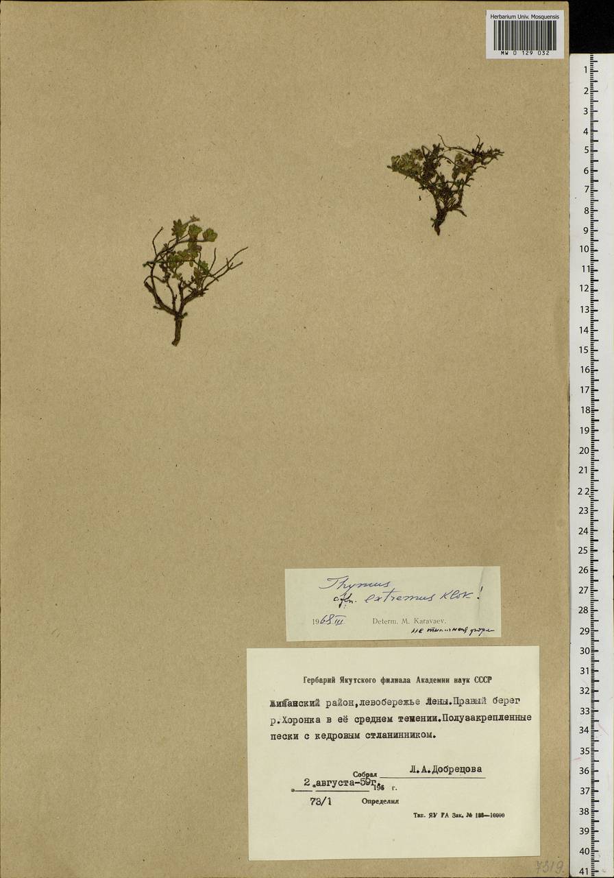 Thymus extremus Klokov, Siberia, Yakutia (S5) (Russia)