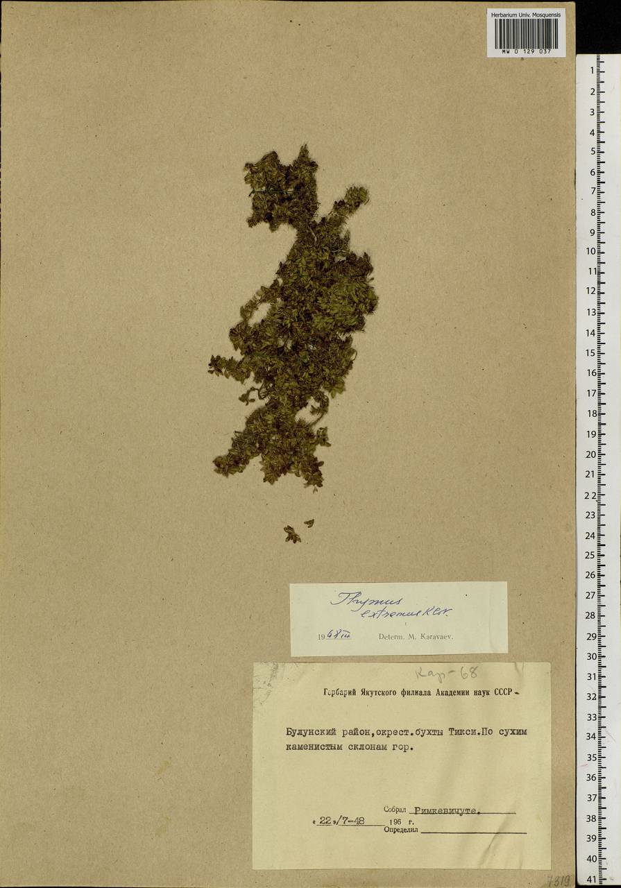 Thymus extremus Klokov, Siberia, Yakutia (S5) (Russia)