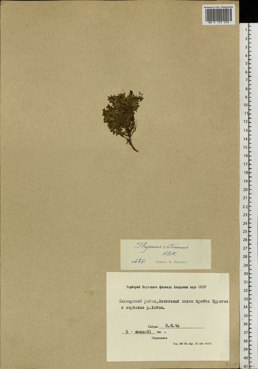 Thymus extremus Klokov, Siberia, Yakutia (S5) (Russia)