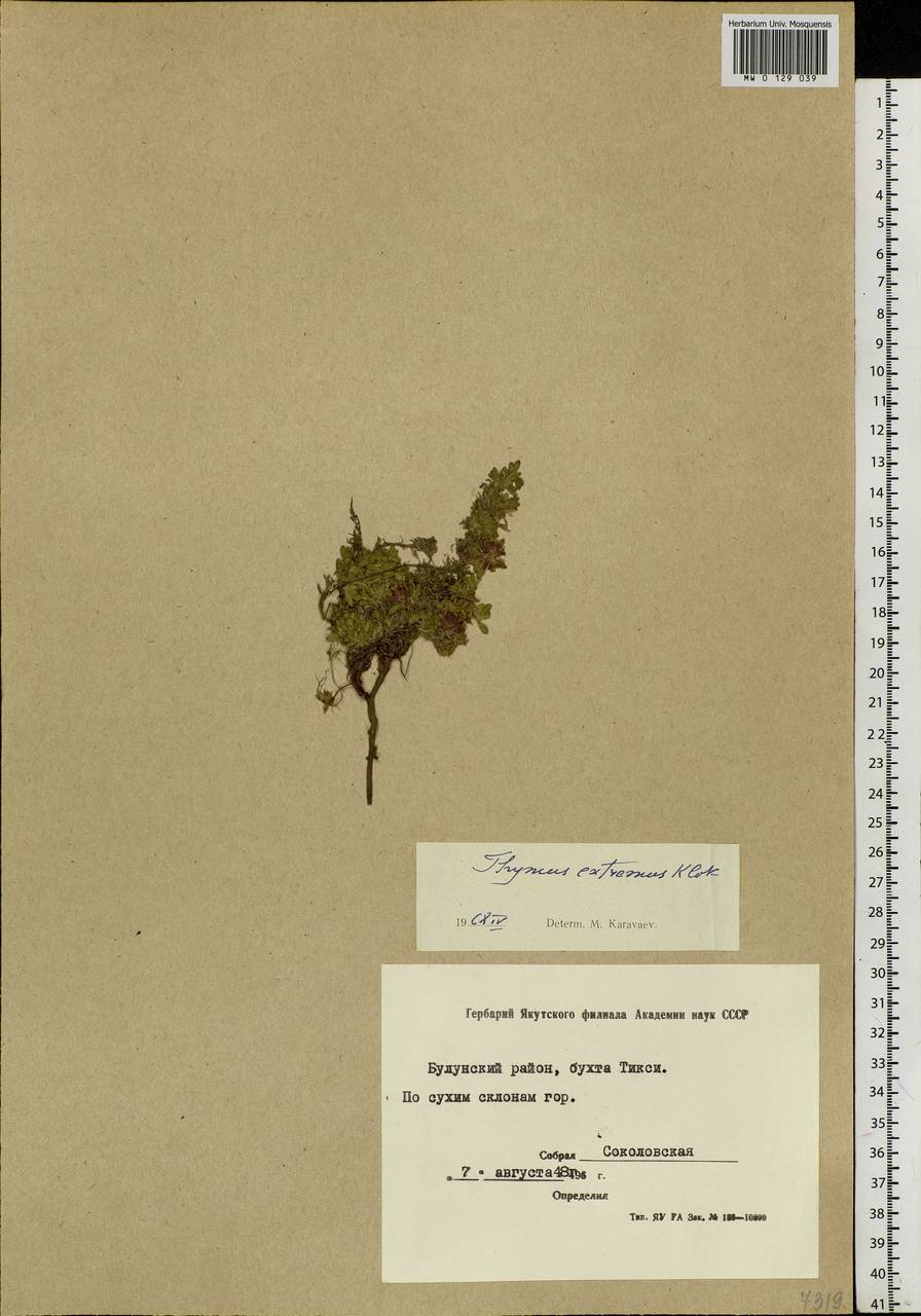 Thymus extremus Klokov, Siberia, Yakutia (S5) (Russia)