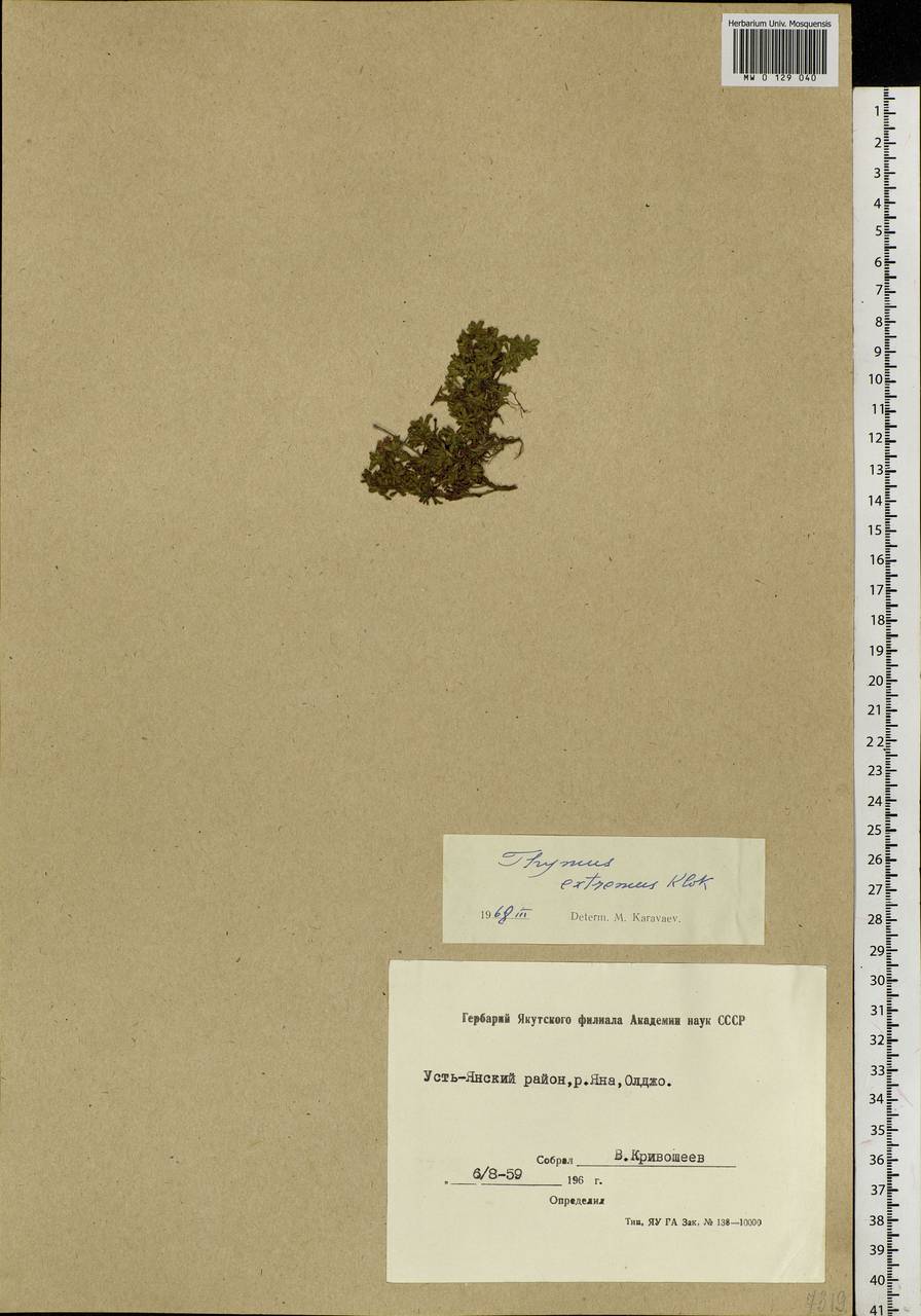 Thymus extremus Klokov, Siberia, Yakutia (S5) (Russia)