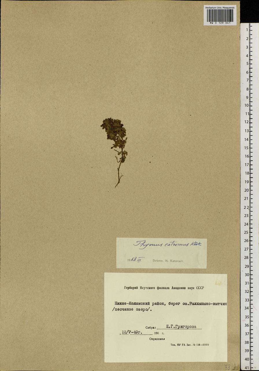 Thymus extremus Klokov, Siberia, Yakutia (S5) (Russia)