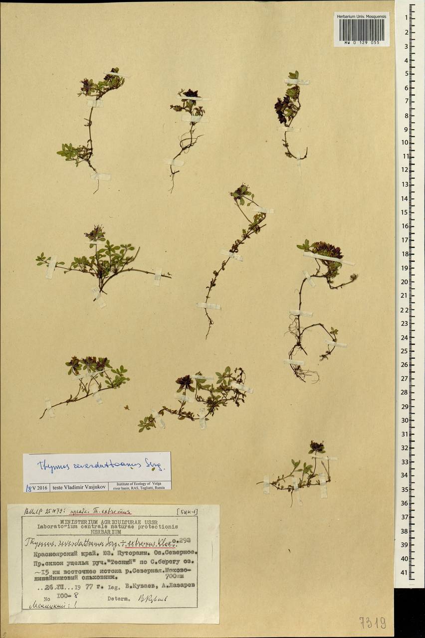 Thymus reverdattoanus Serg., Siberia, Central Siberia (S3) (Russia)