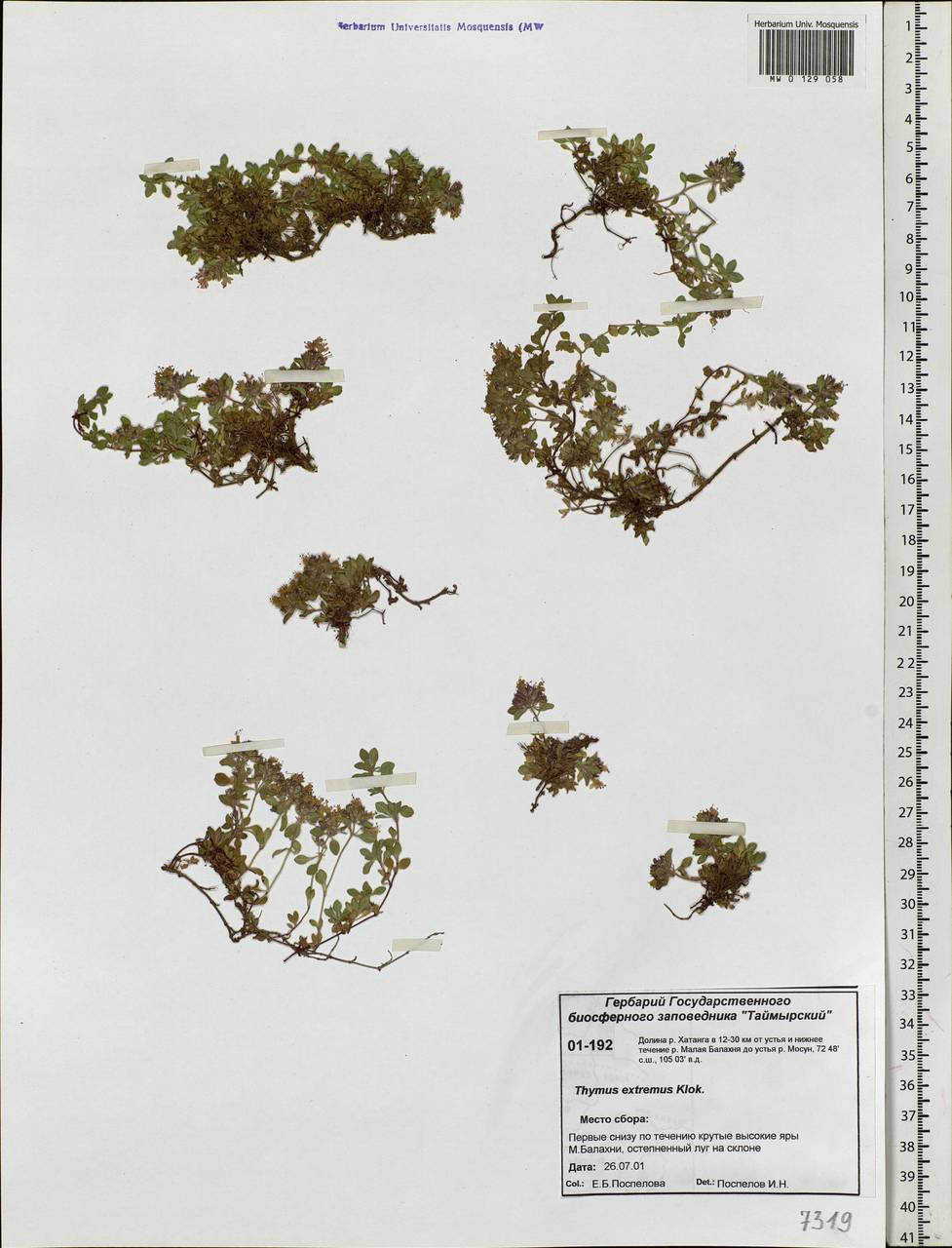 Thymus extremus Klokov, Siberia, Central Siberia (S3) (Russia)