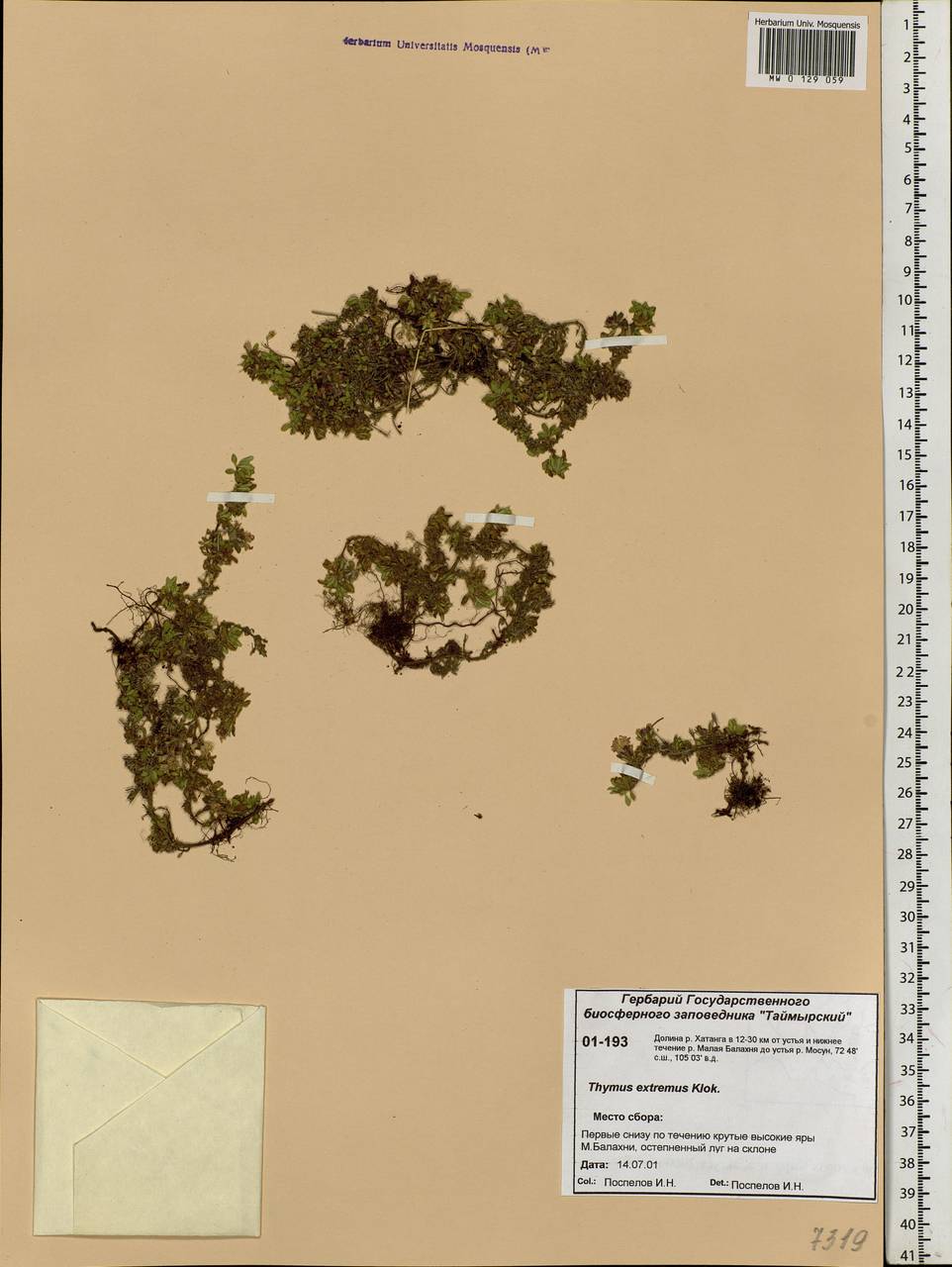 Thymus extremus Klokov, Siberia, Central Siberia (S3) (Russia)