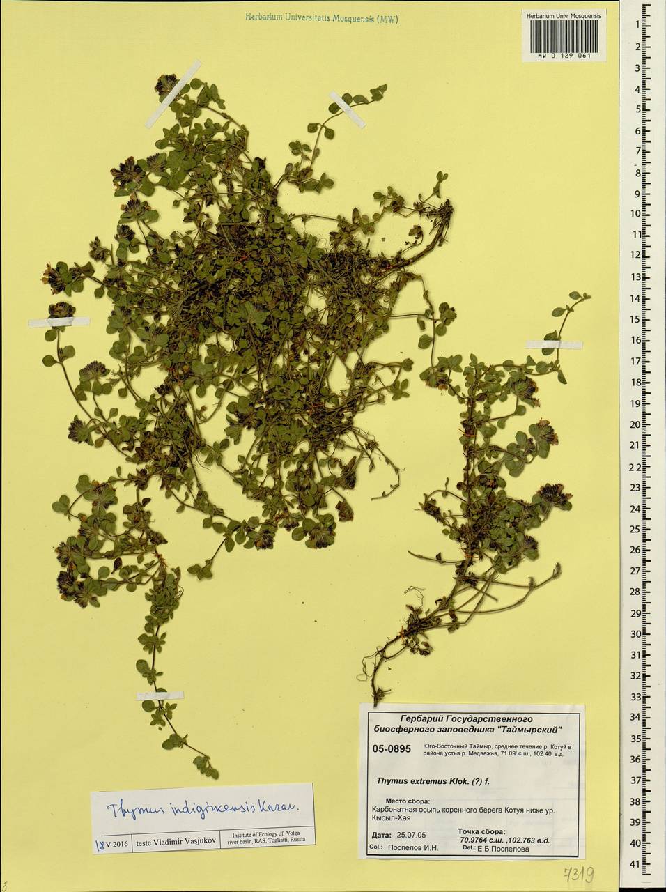 Thymus indigirkensis Karav., Siberia, Central Siberia (S3) (Russia)