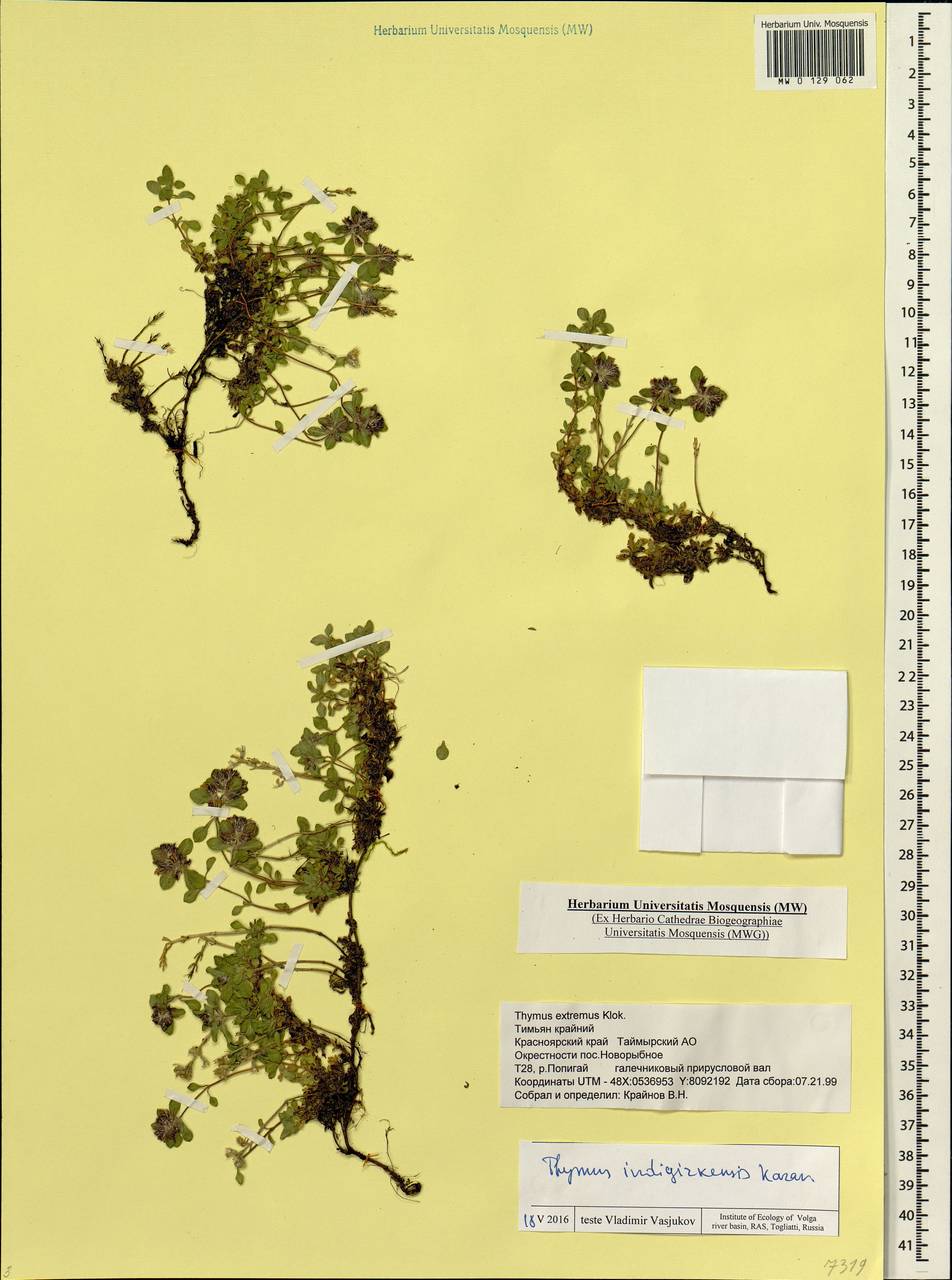 Thymus indigirkensis Karav., Siberia, Central Siberia (S3) (Russia)
