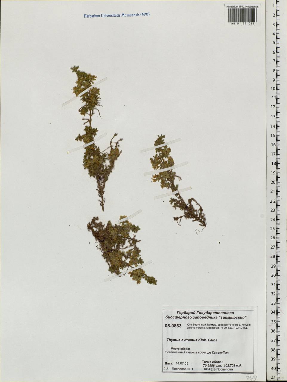 Thymus extremus Klokov, Siberia, Central Siberia (S3) (Russia)