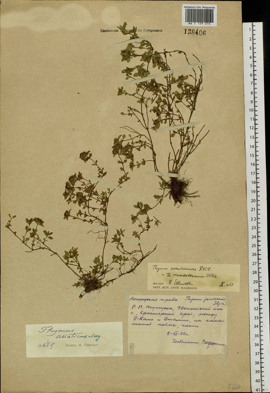 Thymus evenkiensis Byczenn., Siberia, Central Siberia (S3) (Russia)