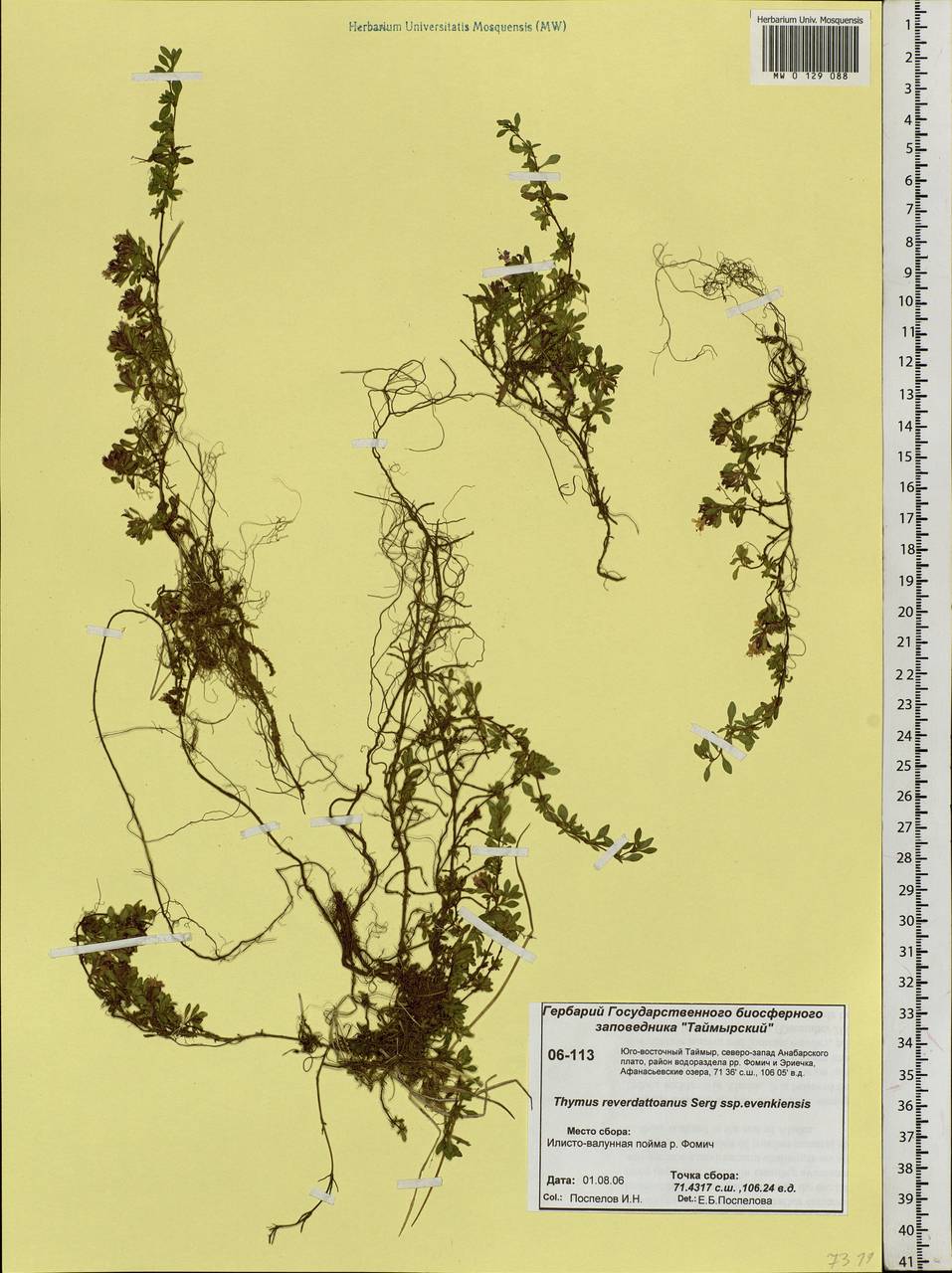 Thymus evenkiensis Byczenn., Siberia, Central Siberia (S3) (Russia)