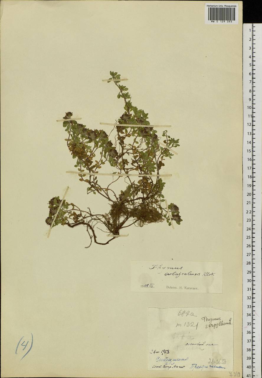 Thymus pavlovii Serg., Siberia, Baikal & Transbaikal region (S4) (Russia)