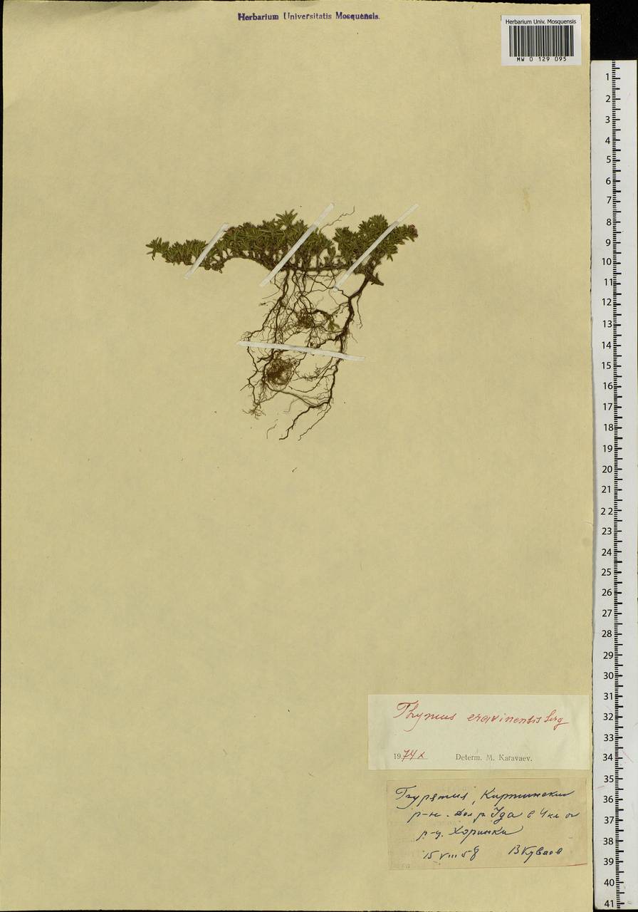 Thymus eravinensis Serg., Siberia, Baikal & Transbaikal region (S4) (Russia)