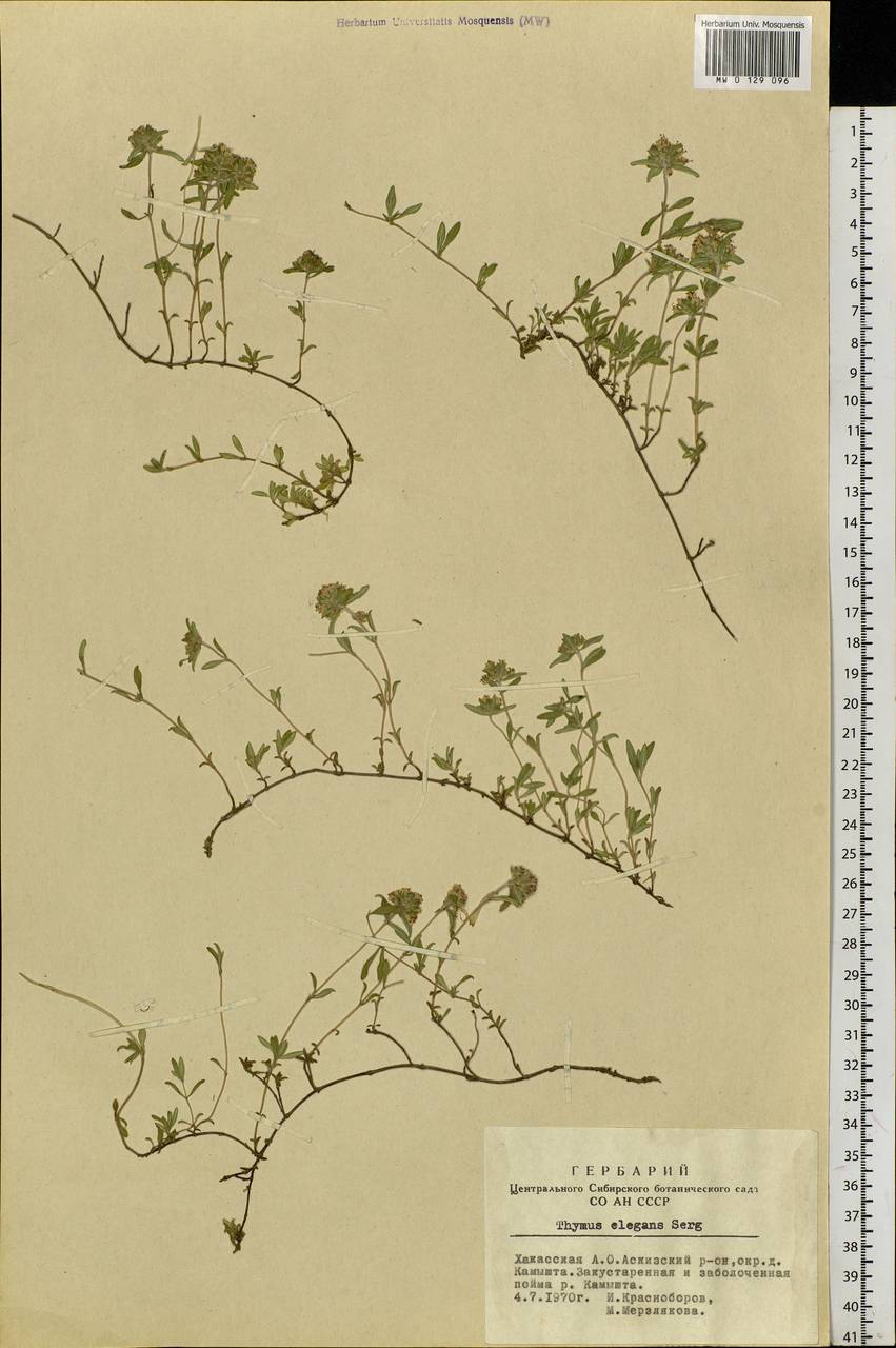 Thymus elegans Serg., Siberia, Altai & Sayany Mountains (S2) (Russia)