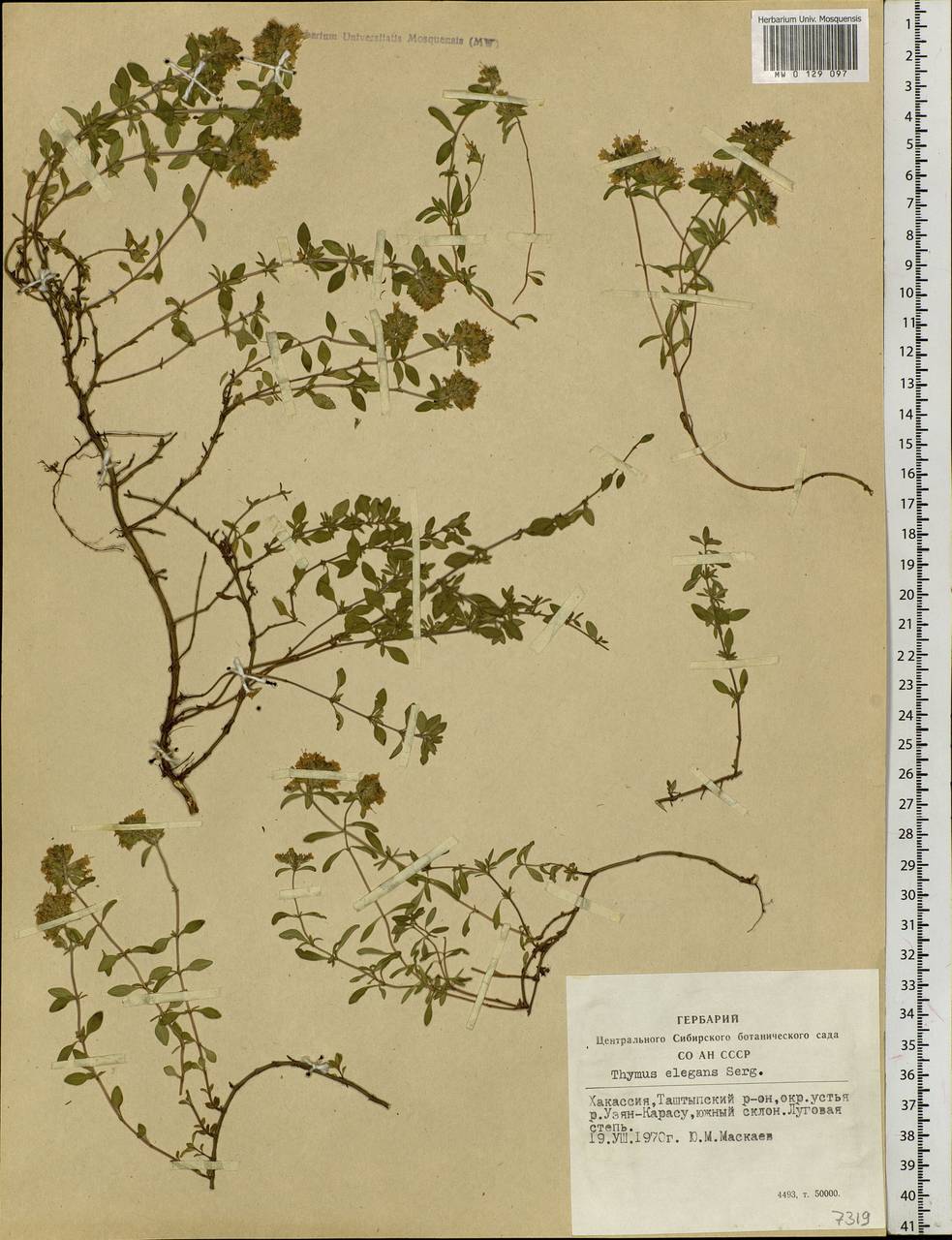 Thymus elegans Serg., Siberia, Altai & Sayany Mountains (S2) (Russia)