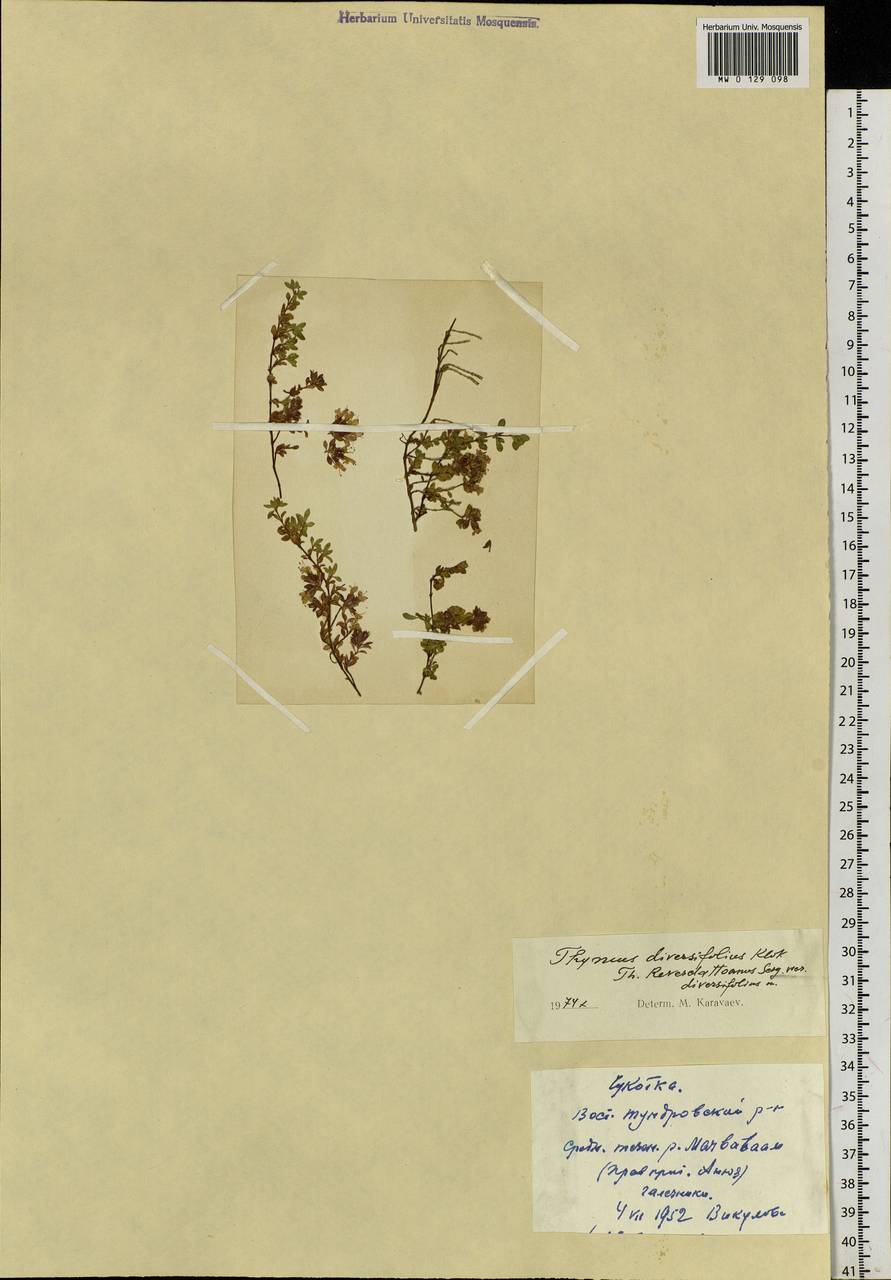 Thymus reverdattoanus Serg., Siberia, Chukotka & Kamchatka (S7) (Russia)