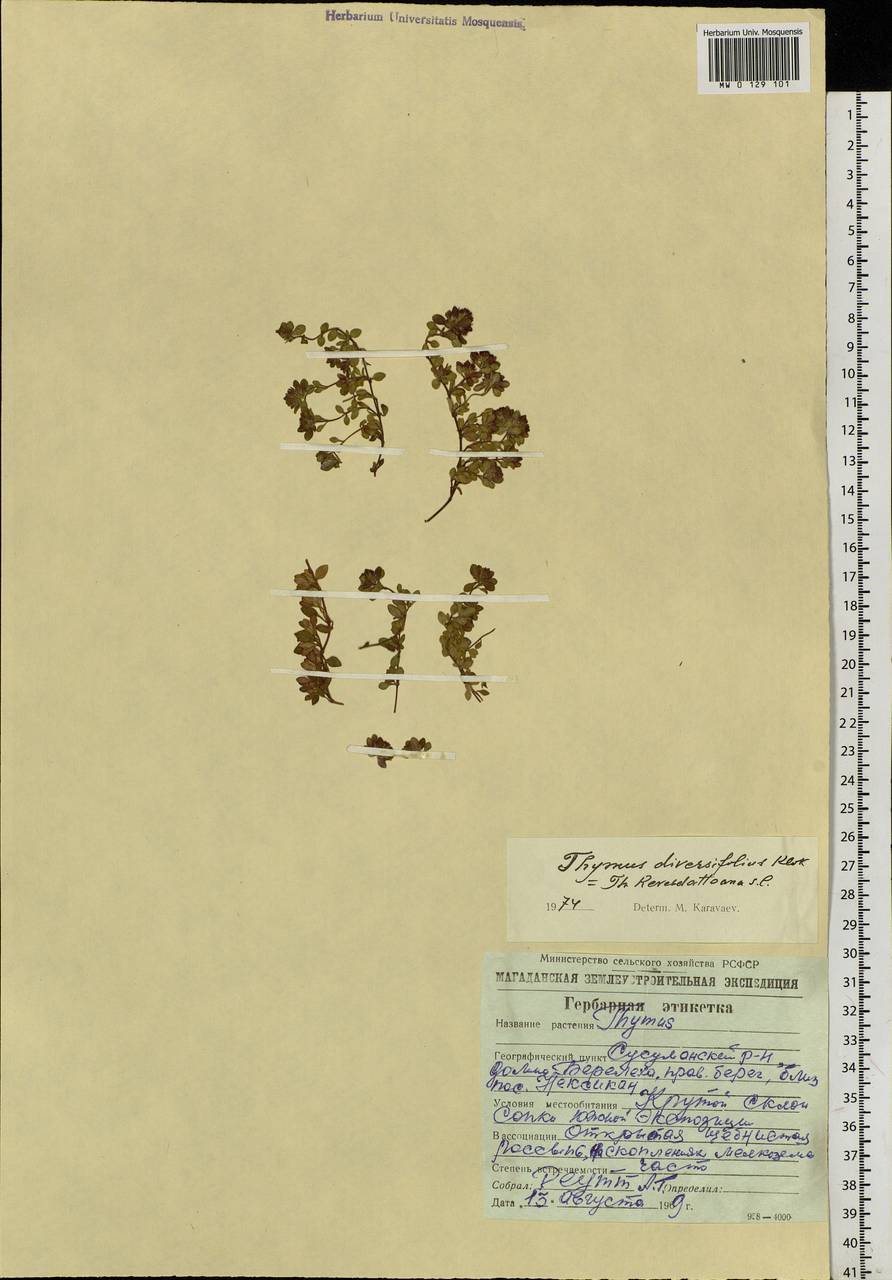 Thymus reverdattoanus Serg., Siberia, Chukotka & Kamchatka (S7) (Russia)