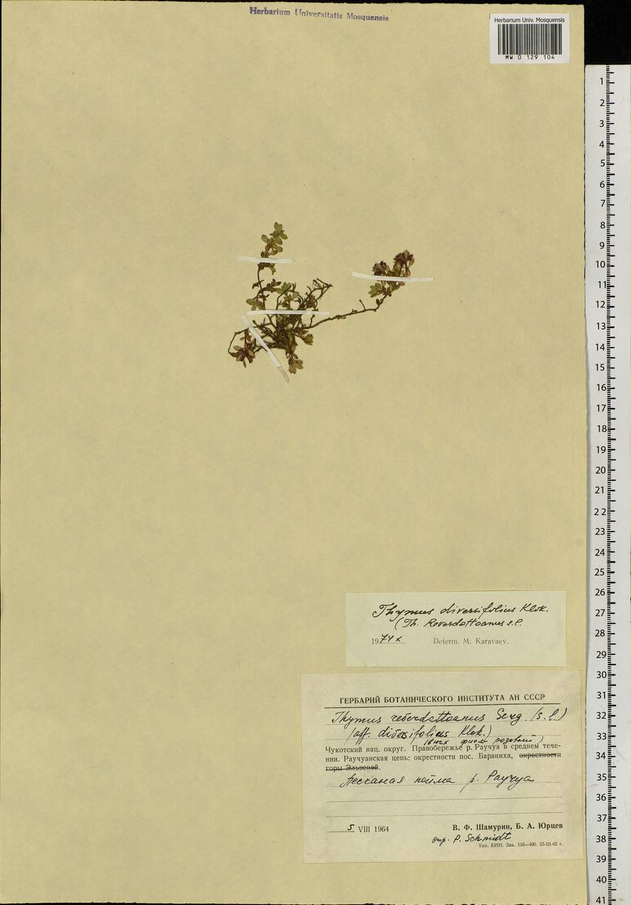 Thymus reverdattoanus Serg., Siberia, Chukotka & Kamchatka (S7) (Russia)