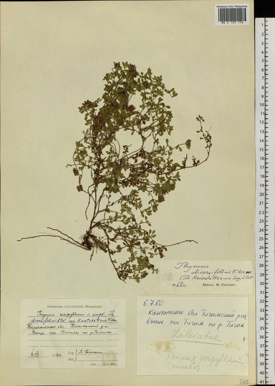 Thymus reverdattoanus Serg., Siberia, Chukotka & Kamchatka (S7) (Russia)
