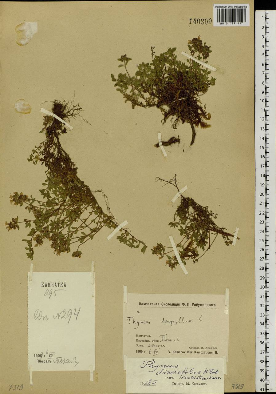 Thymus reverdattoanus Serg., Siberia, Chukotka & Kamchatka (S7) (Russia)