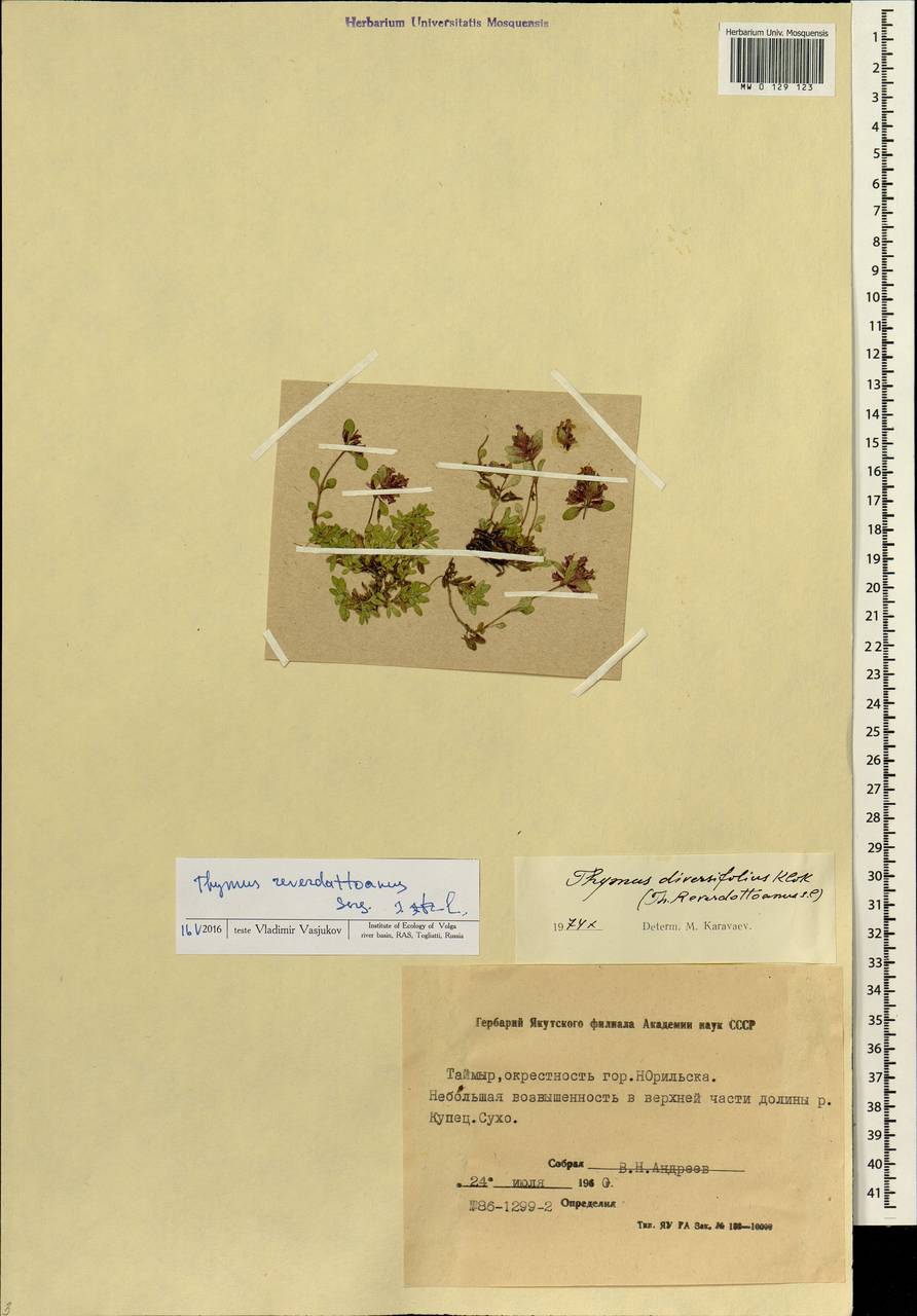 Thymus reverdattoanus Serg., Siberia, Central Siberia (S3) (Russia)