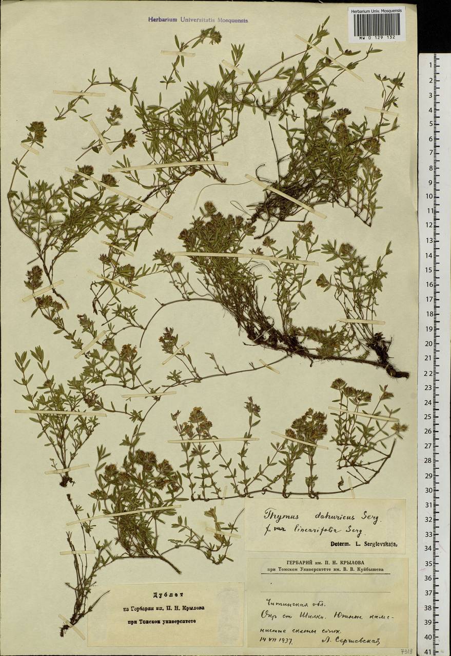 Thymus dahuricus Serg., Siberia, Baikal & Transbaikal region (S4) (Russia)