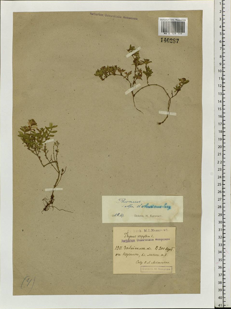 Thymus dahuricus Serg., Siberia, Baikal & Transbaikal region (S4) (Russia)