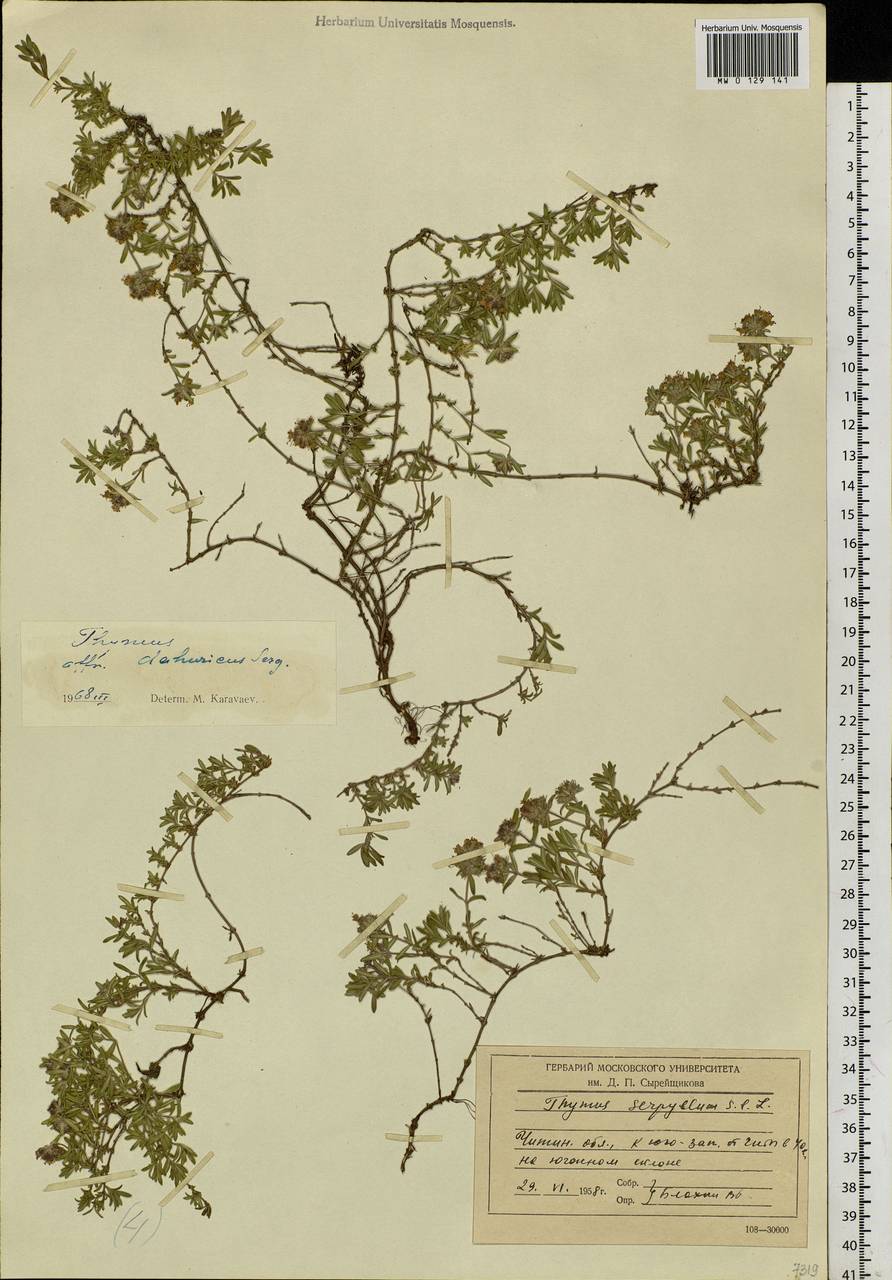 Thymus dahuricus Serg., Siberia, Baikal & Transbaikal region (S4) (Russia)