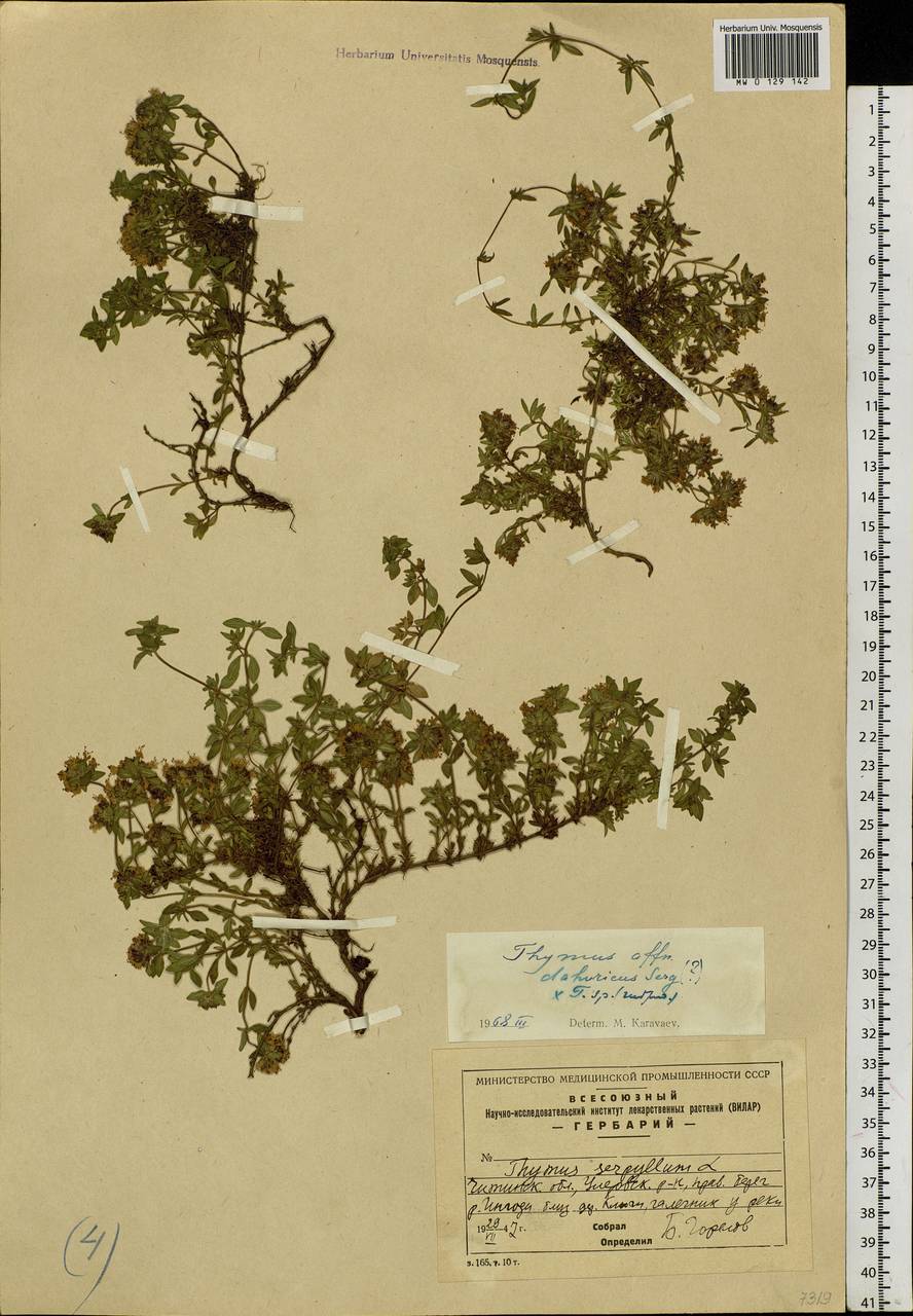 Thymus dahuricus Serg., Siberia, Baikal & Transbaikal region (S4) (Russia)