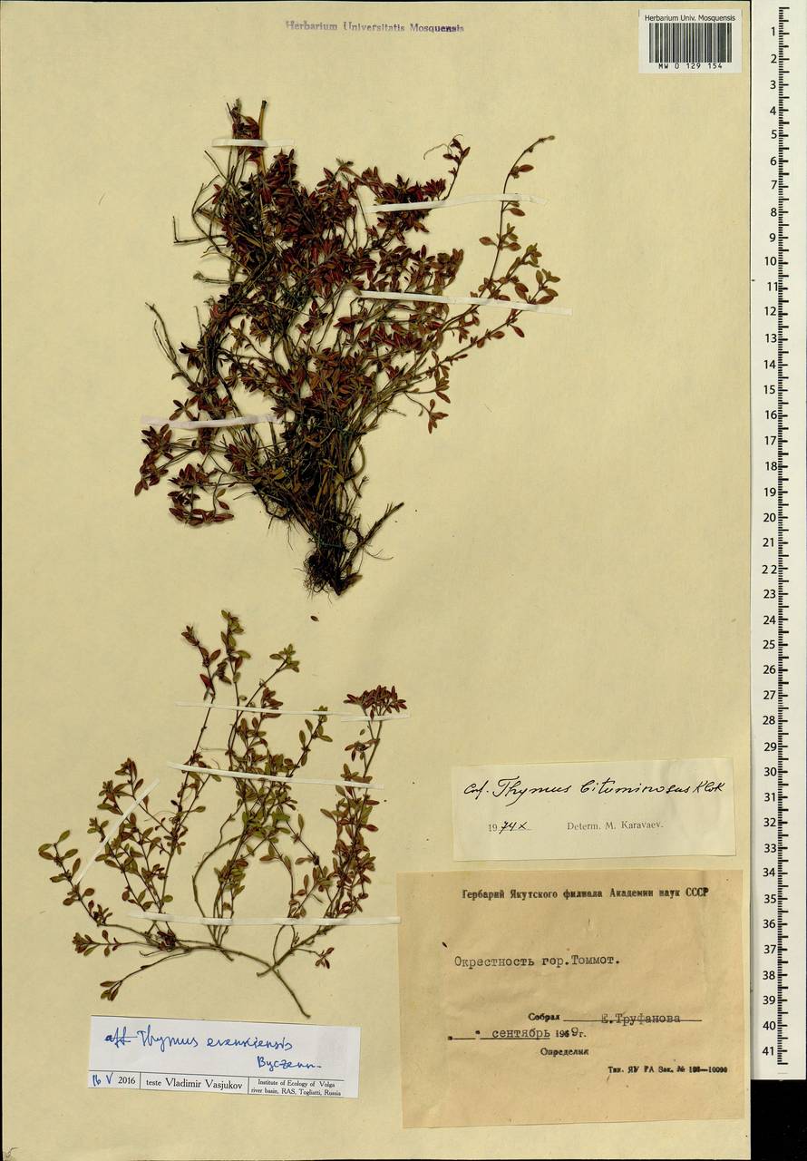 Thymus evenkiensis Byczenn., Siberia, Yakutia (S5) (Russia)