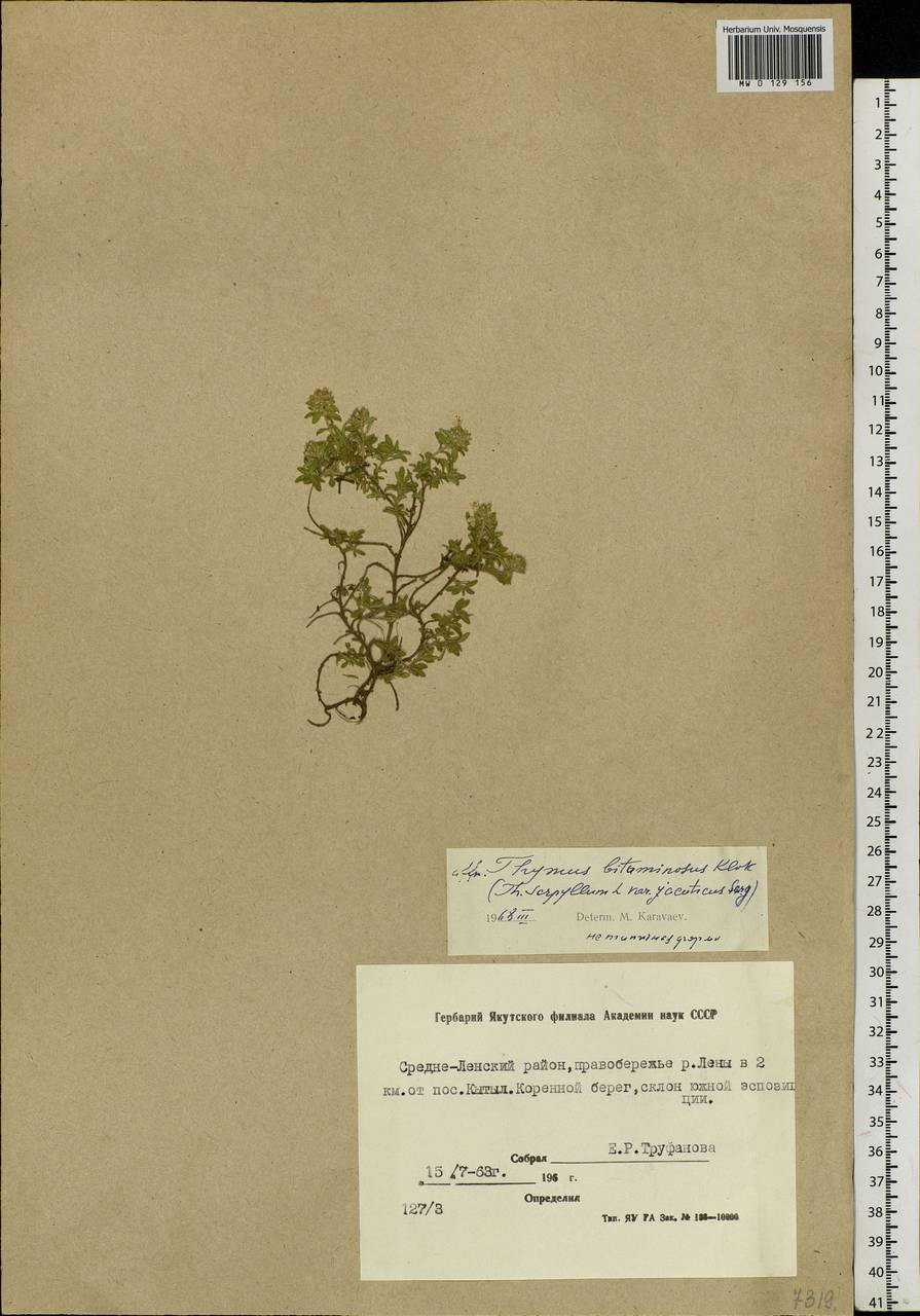 Thymus pavlovii Serg., Siberia, Yakutia (S5) (Russia)
