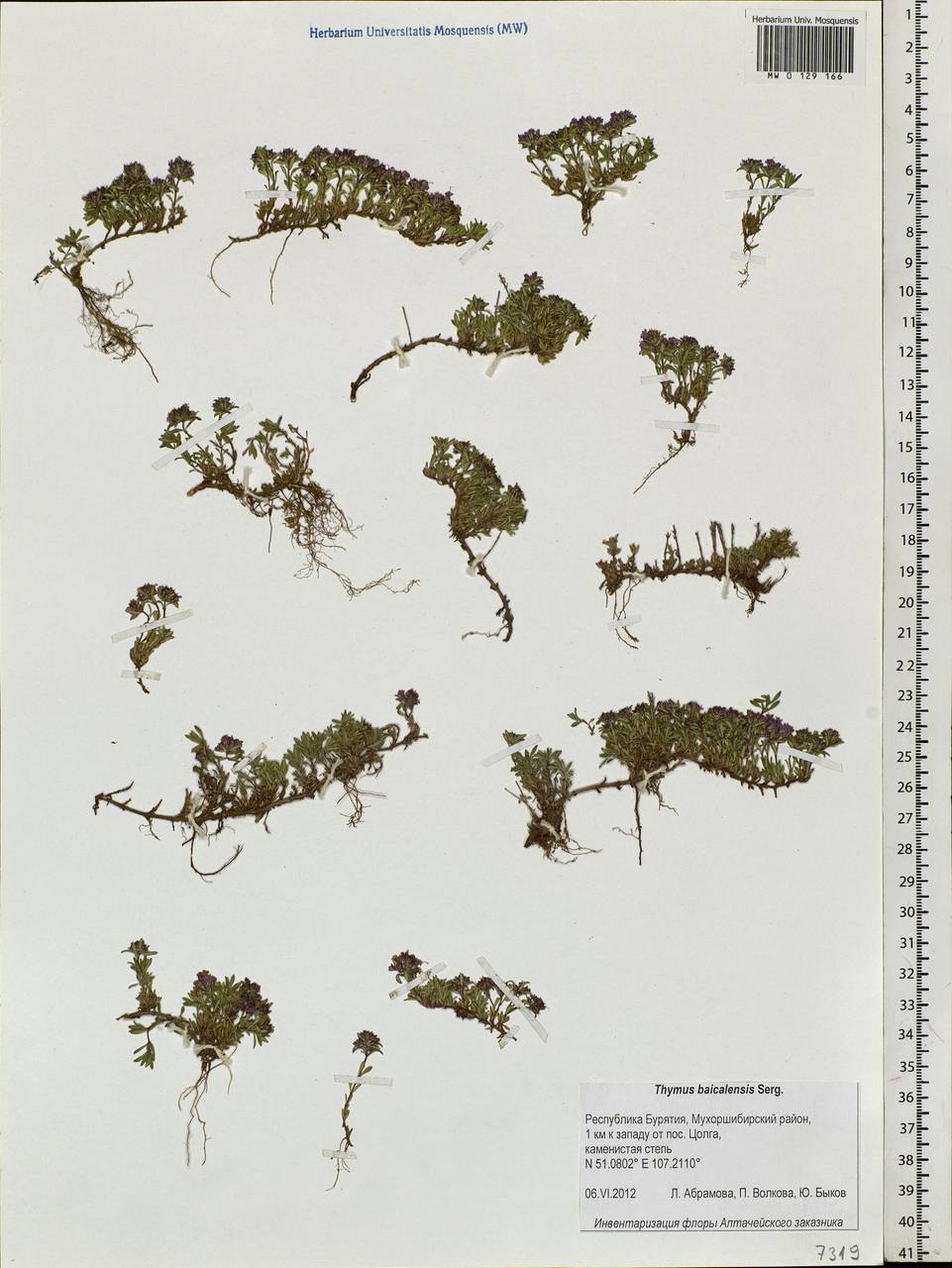 Thymus baicalensis Serg., Siberia, Baikal & Transbaikal region (S4) (Russia)