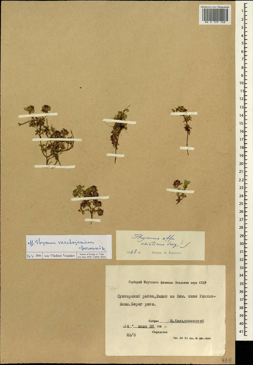 Thymus verchojanicus Doronkin, Siberia, Yakutia (S5) (Russia)