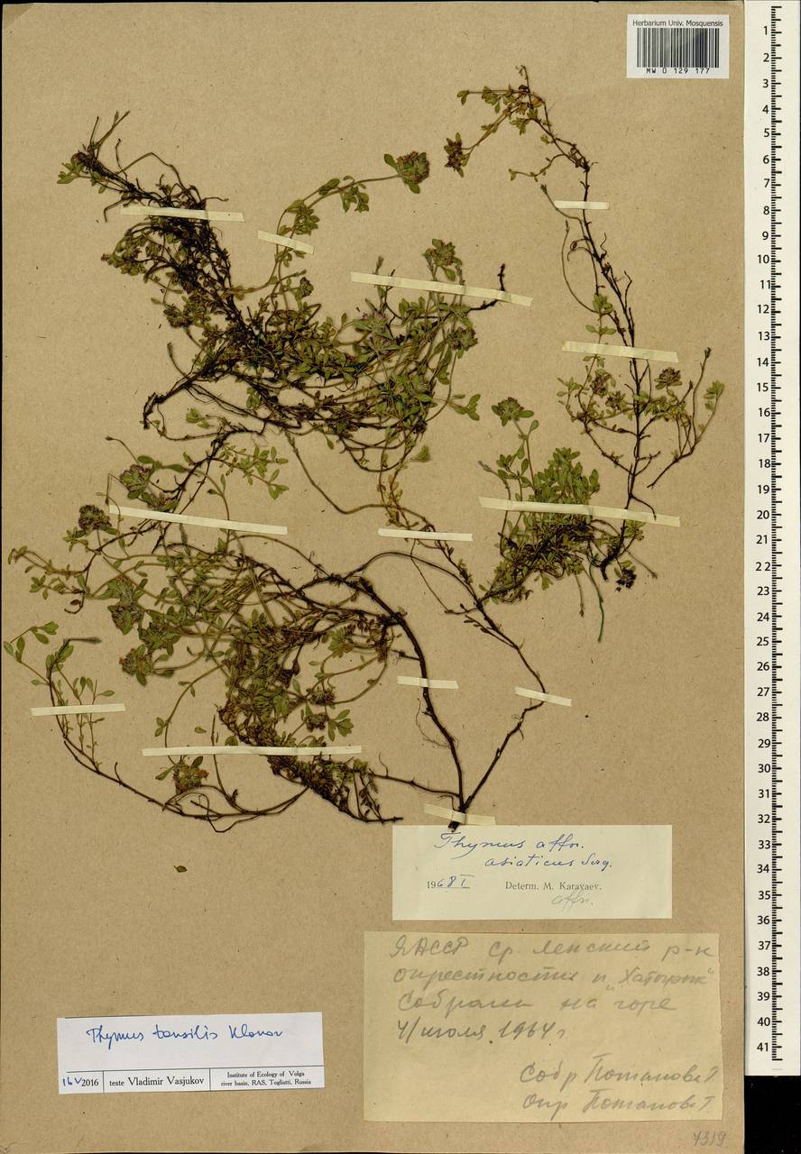 Thymus sibiricus (Serg.) Klokov & Des.-Shost., Siberia, Yakutia (S5) (Russia)