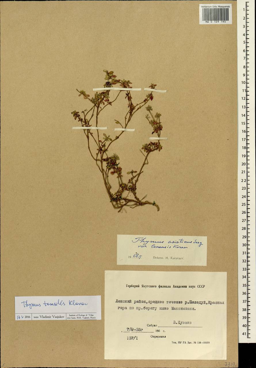 Thymus sibiricus (Serg.) Klokov & Des.-Shost., Siberia, Yakutia (S5) (Russia)