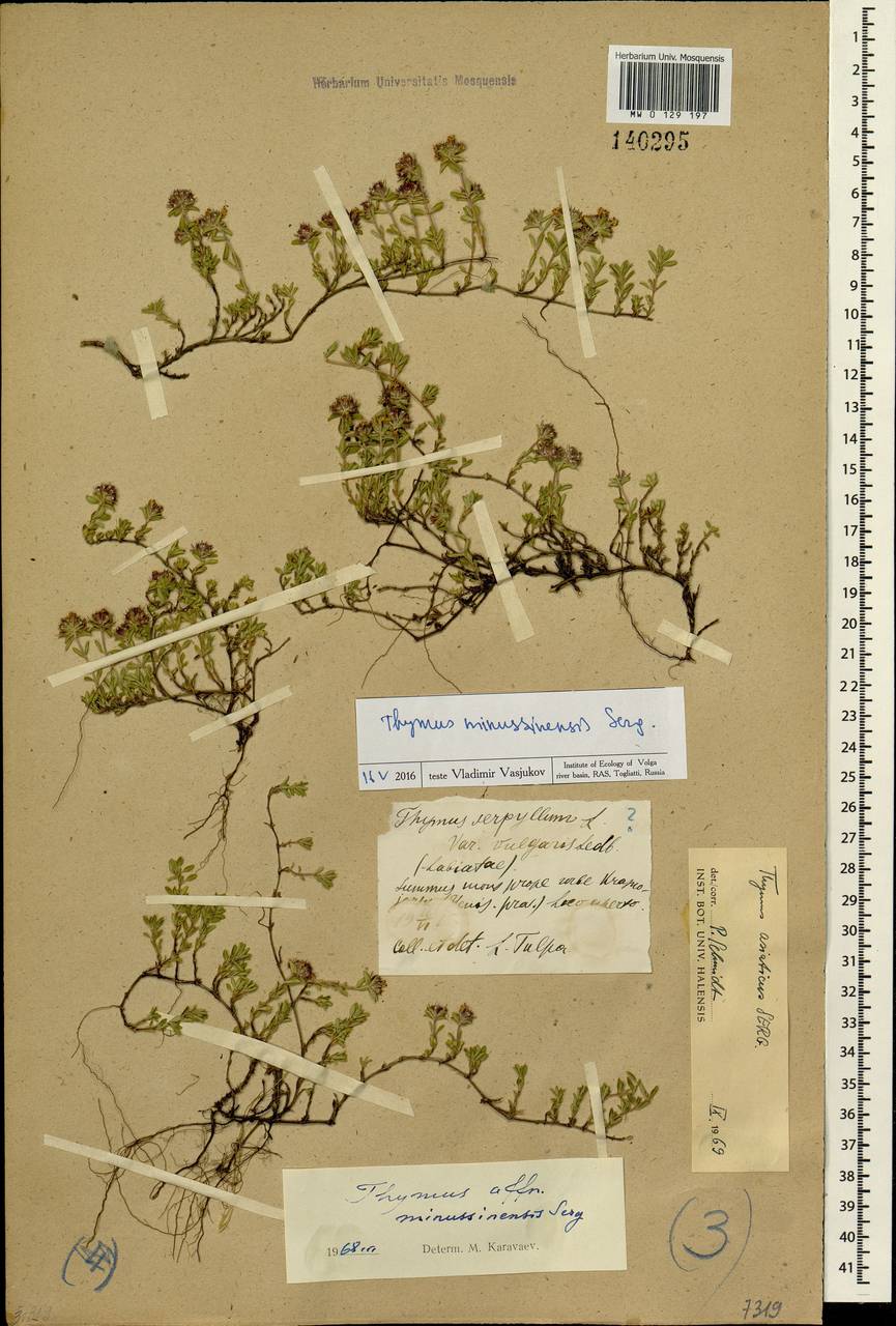 Thymus minussinensis Serg., Siberia, Central Siberia (S3) (Russia)