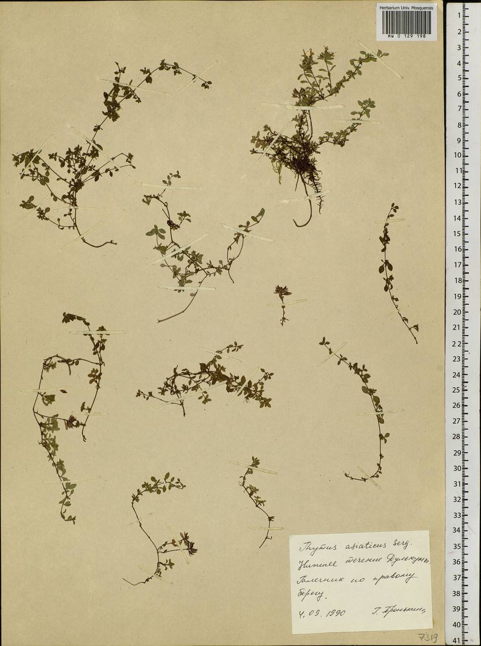 Thymus, Siberia, Central Siberia (S3) (Russia)