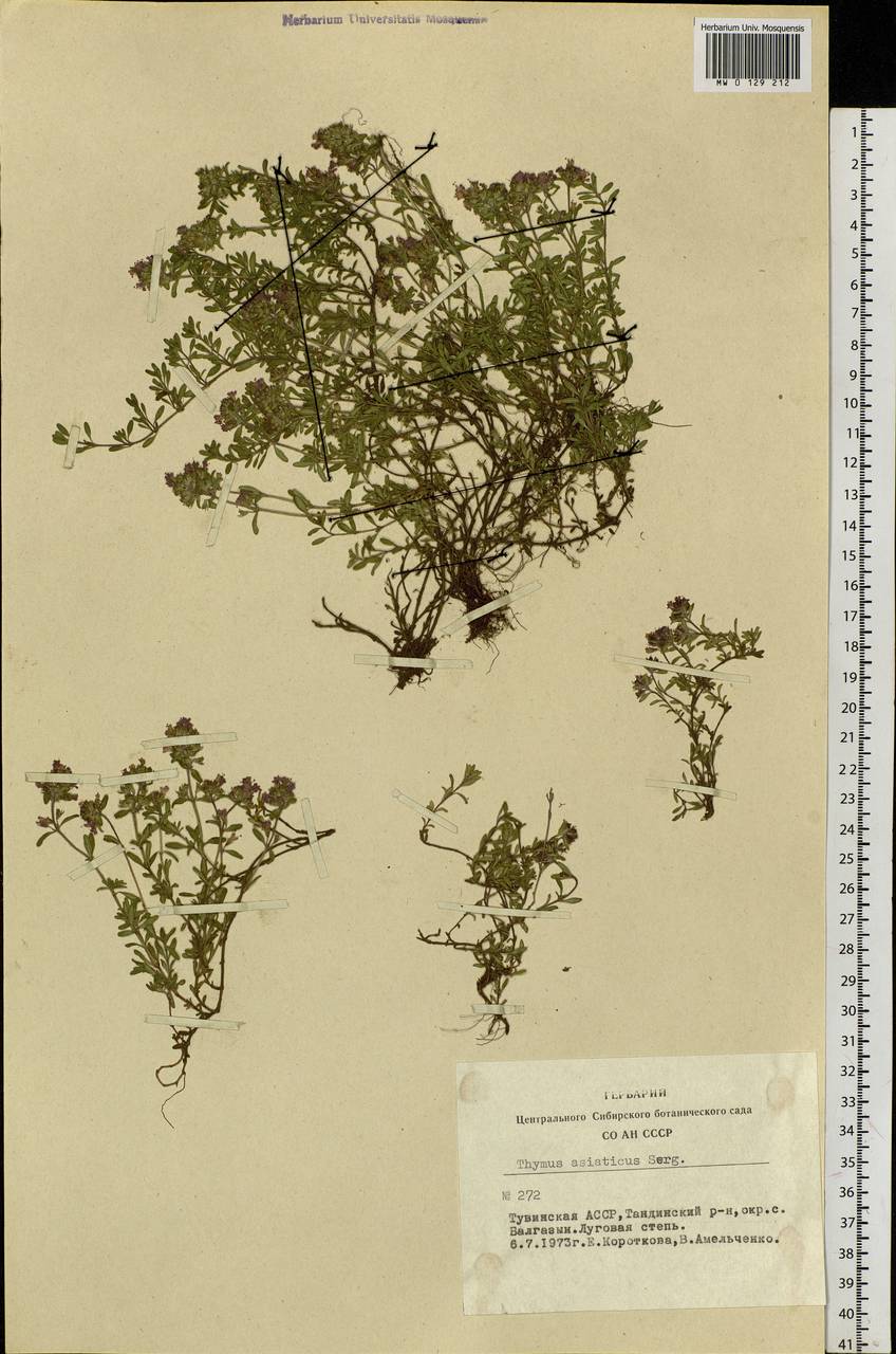 Thymus mongolicus (Ronniger) Ronniger, Siberia, Altai & Sayany Mountains (S2) (Russia)