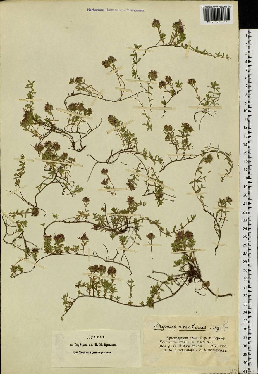 Thymus mongolicus (Ronniger) Ronniger, Siberia, Altai & Sayany Mountains (S2) (Russia)