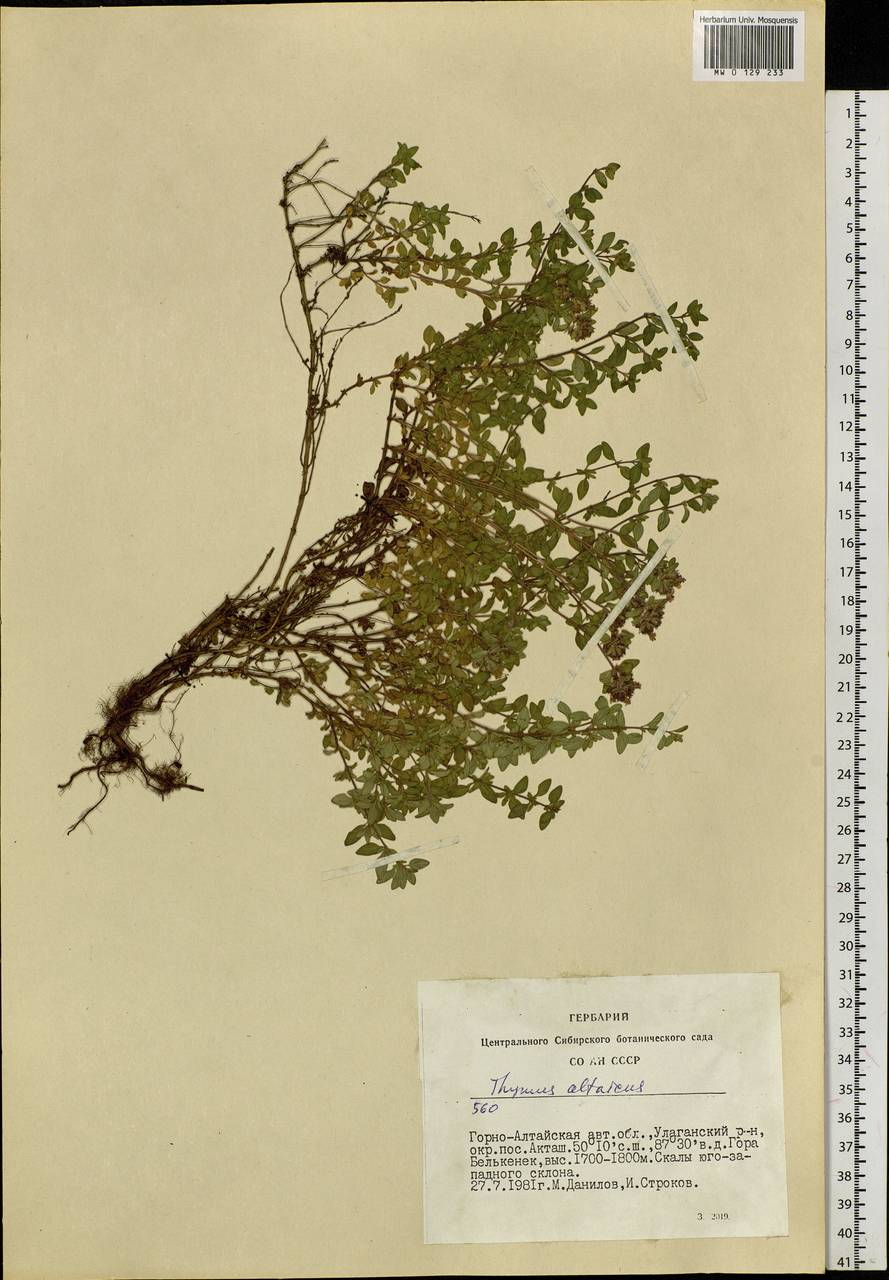 Thymus altaicus Klokov & Des.-Shost., Siberia, Altai & Sayany Mountains (S2) (Russia)