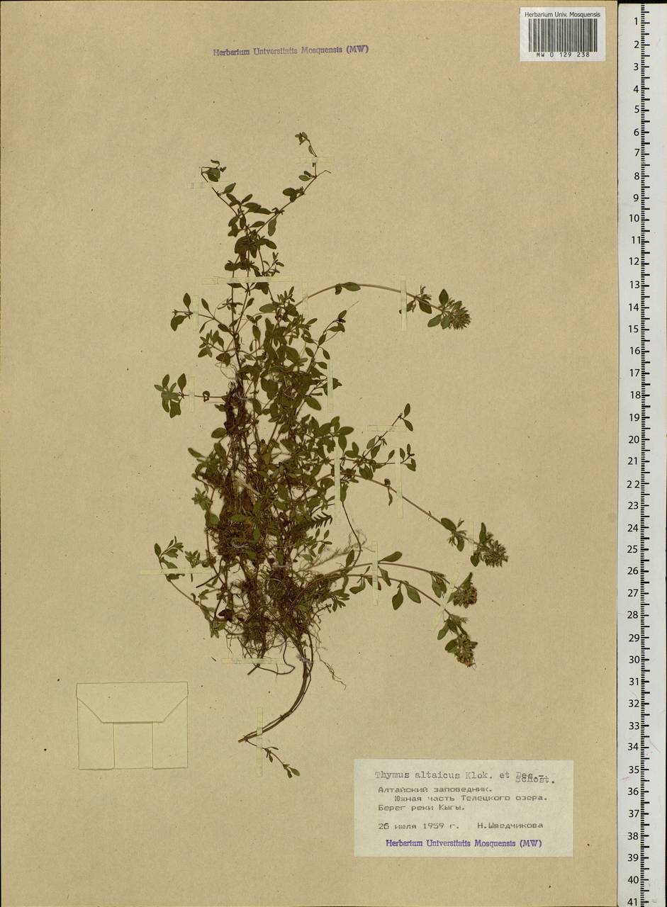 Thymus altaicus Klokov & Des.-Shost., Siberia, Altai & Sayany Mountains (S2) (Russia)