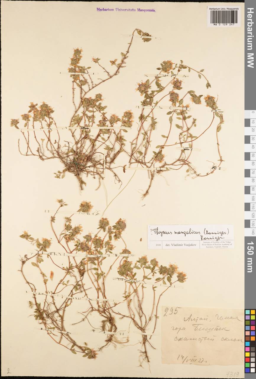 Thymus mongolicus (Ronniger) Ronniger, Siberia, Altai & Sayany Mountains (S2) (Russia)