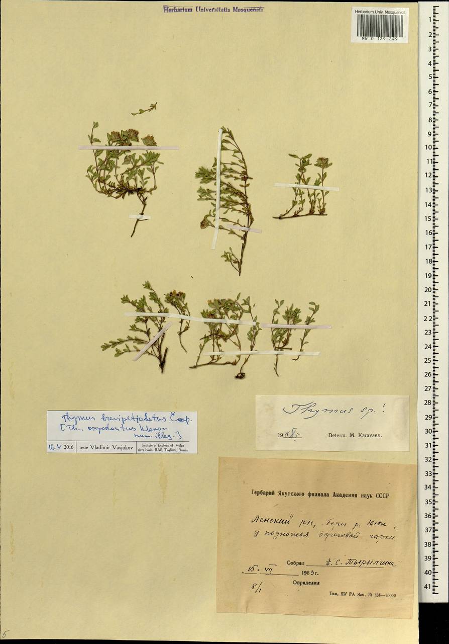 Thymus brevipetiolatus Cap, Siberia, Yakutia (S5) (Russia)