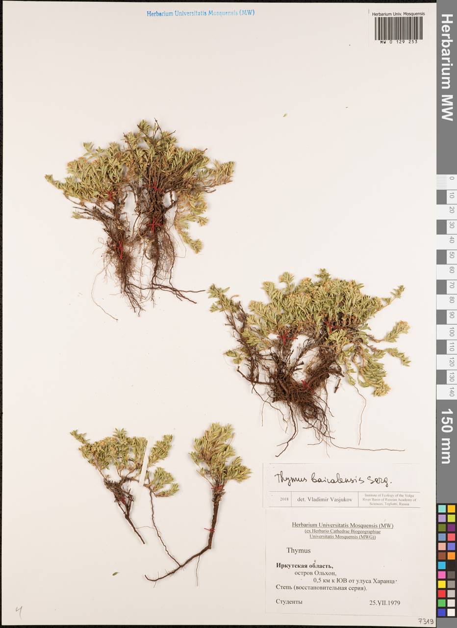 Thymus baicalensis Serg., Siberia, Baikal & Transbaikal region (S4) (Russia)