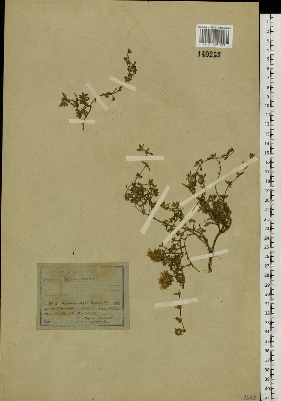 Thymus, Siberia, Baikal & Transbaikal region (S4) (Russia)