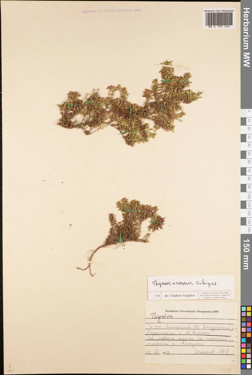 Thymus roseus Schipcz., Siberia, Altai & Sayany Mountains (S2) (Russia)