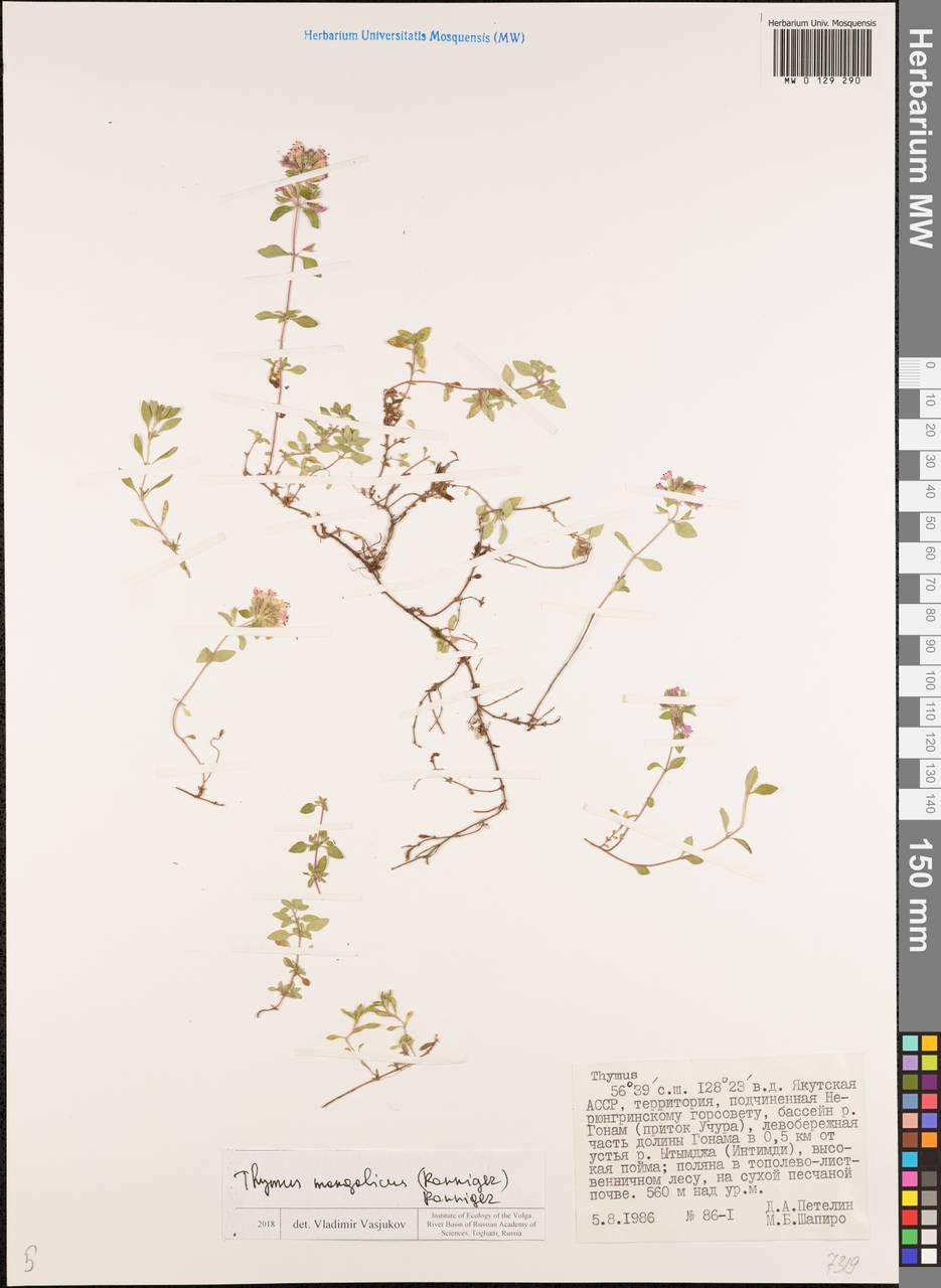 Thymus mongolicus (Ronniger) Ronniger, Siberia, Yakutia (S5) (Russia)