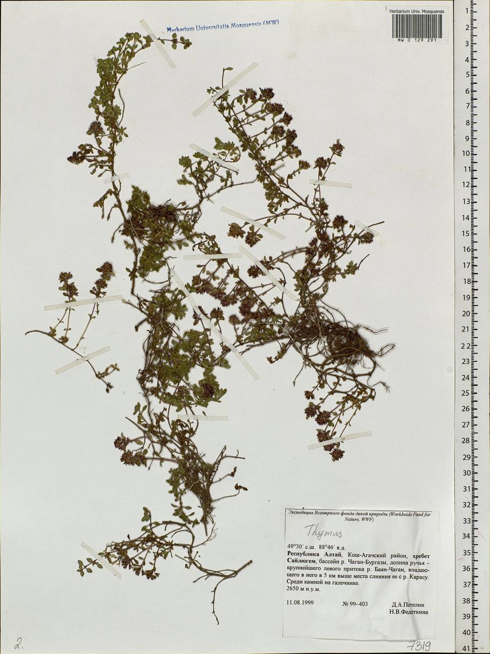 Thymus, Siberia, Altai & Sayany Mountains (S2) (Russia)