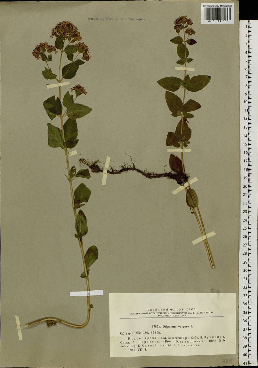 Origanum vulgare L., Siberia, Central Siberia (S3) (Russia)